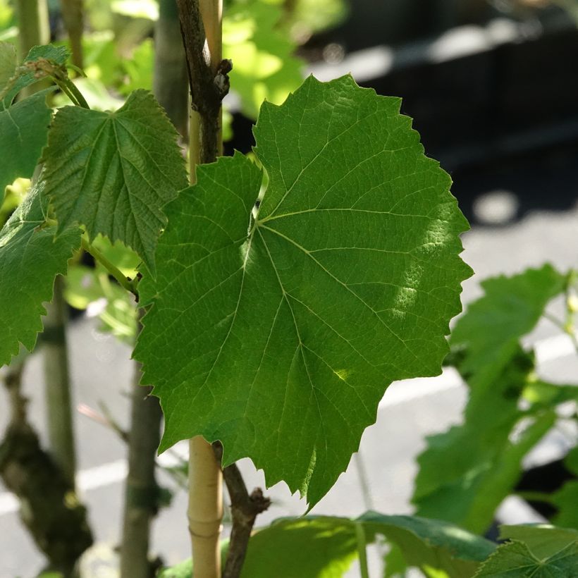 Vigne Smeralda - Vitis vinifera (Feuillage)