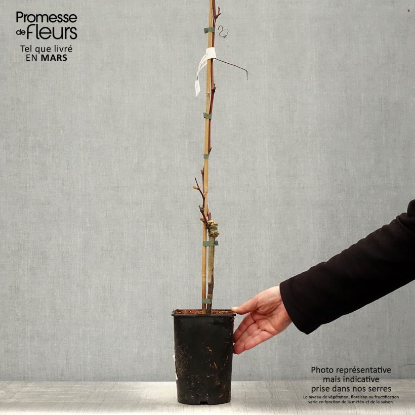 Spécimen de Vigne Solara - Vitis vinifera Pot de 2L/3L tel que livré au printemps