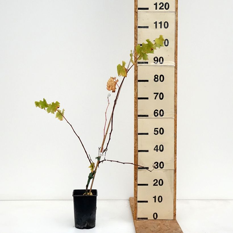 Spécimen de Vigne Solara - Vitis vinifera Pot de 2L/3L tel que livré en automne