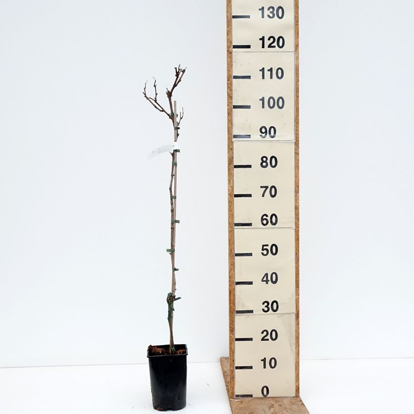 Spécimen de Vigne Solaris - Vitis vinifera Pot de 2L/3L tel que livré en hiver