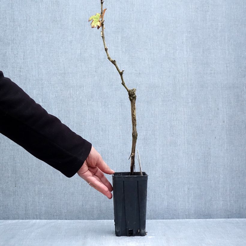 Spécimen de Vigne Timorasso - Vitis vinifera Pot de 1,5L/2L tel que livré en automne