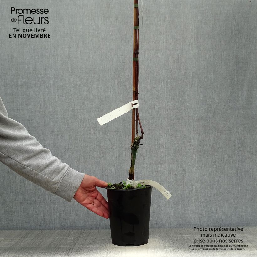 Spécimen de Vigne Venus Pot de 1,5L/2L tel que livré en automne