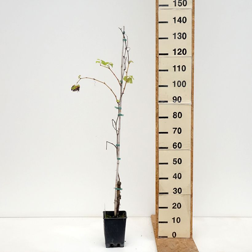 Spécimen de Vigne Verdea blanche - Vitis vinifera Pot de 1,5L/2L tel que livré en automne