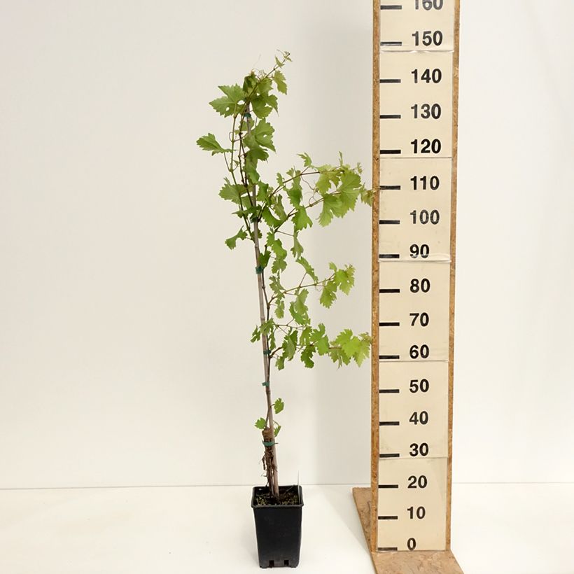 Spécimen de Vigne Verdea blanche - Vitis vinifera Pot de 1,5L/2L tel que livré au printemps