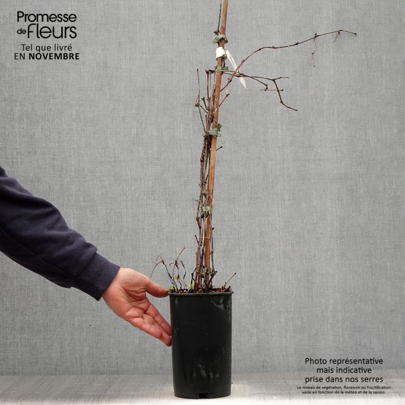 Spécimen de Vigne vierge - Ampelopsis brevipedunculata Elegans Pot de 3L/4L tel que livré en automne