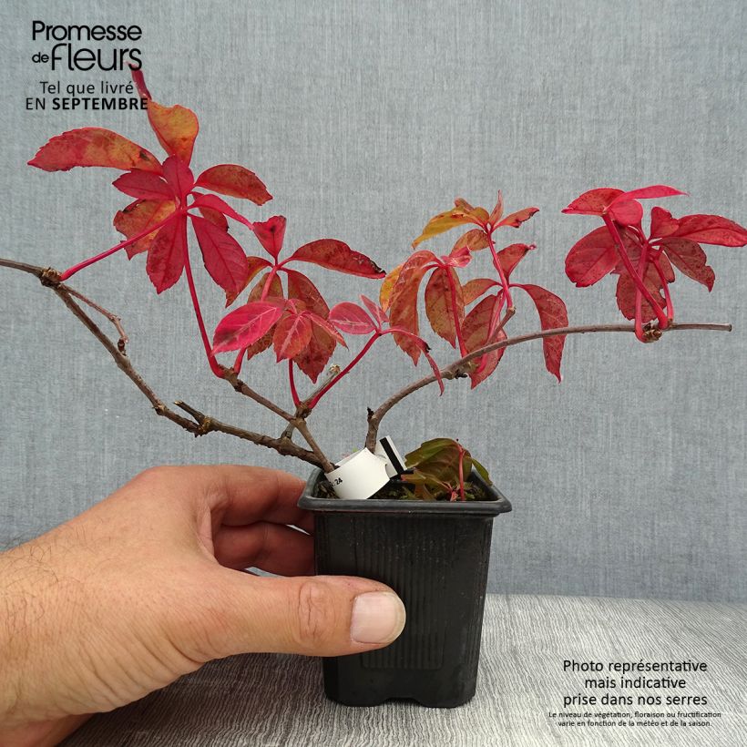 Spécimen de Vigne vierge de Henry - Parthenocissus henryana Godet de 8/9 cm tel que livré en automne