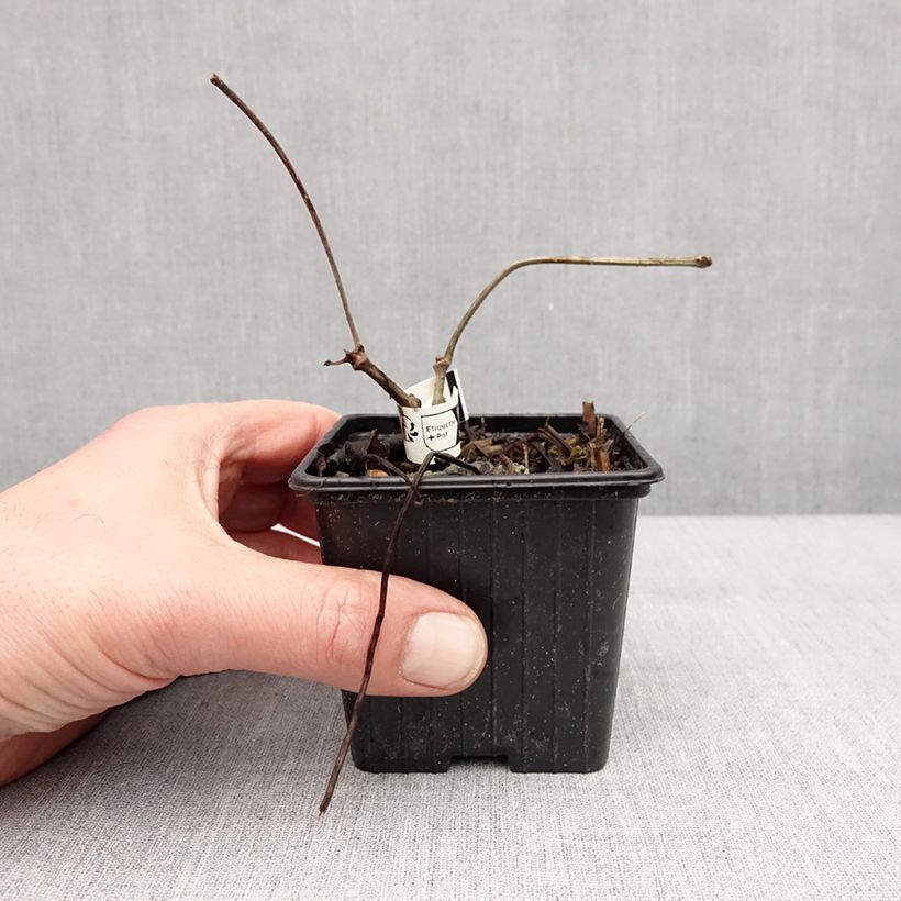 Spécimen de Vigne vierge de Henry - Parthenocissus henryana Godet de 8/9 cm tel que livré en hiver