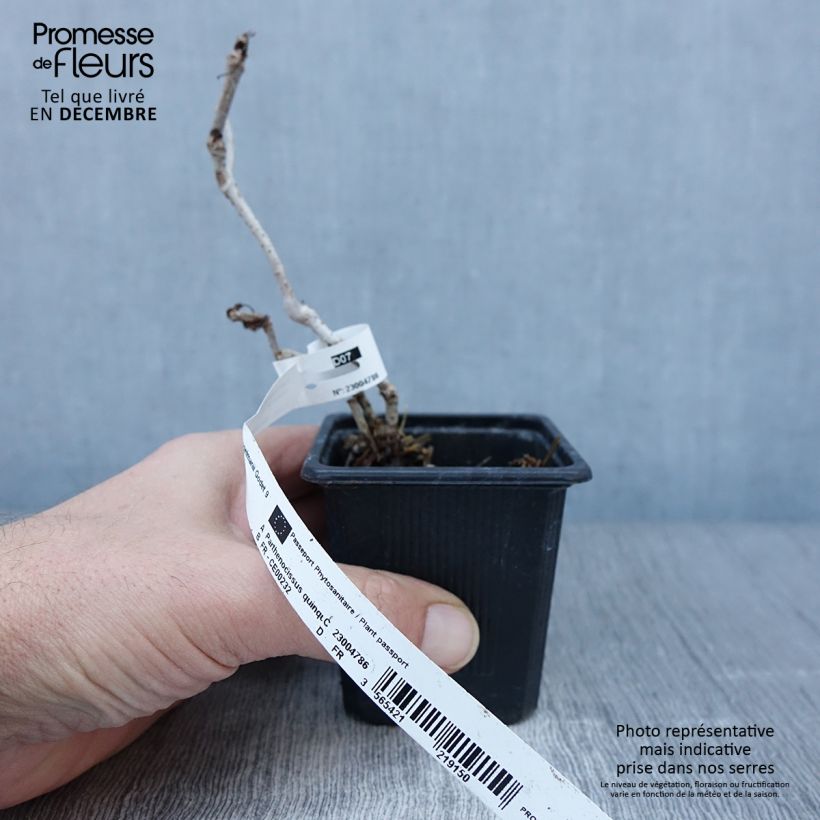 Spécimen de Vigne vierge - Parthenocissus quinquefolia Engelmannii Godet de 8/9 cm tel que livré en automne