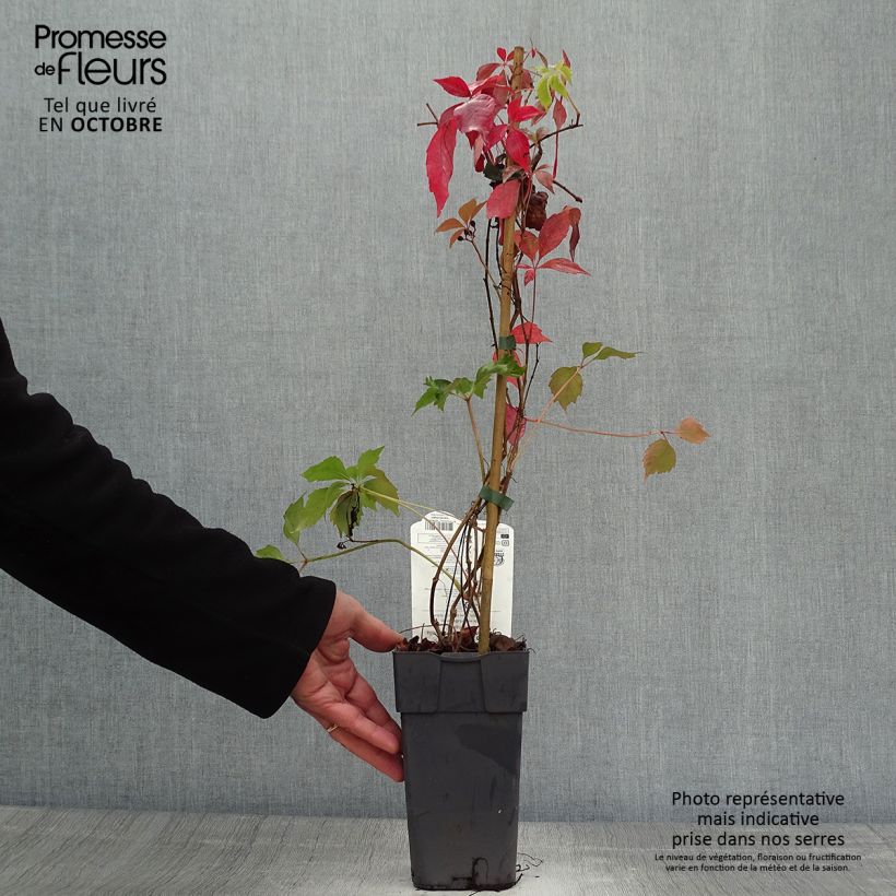 Spécimen de Vigne vierge - Parthenocissus quinquefolia Engelmannii Pot de 2L/3L tel que livré en automne