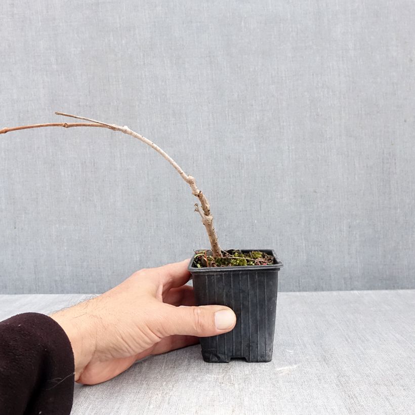 Spécimen de Vigne vierge - Parthenocissus quinquefolia Kirigami Godet de 8/9 cm tel que livré en automne