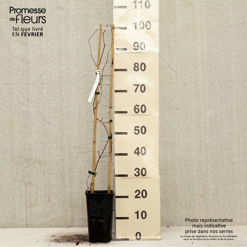 Spécimen de Vigne vierge - Parthenocissus quinquefolia Murorum Pot de 1,5L/2L tel que livré en hiver