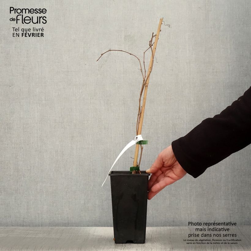 Spécimen de Vigne vierge - Parthenocissus quinquefolia Murorum Pot de 3L/4L tel que livré en hiver