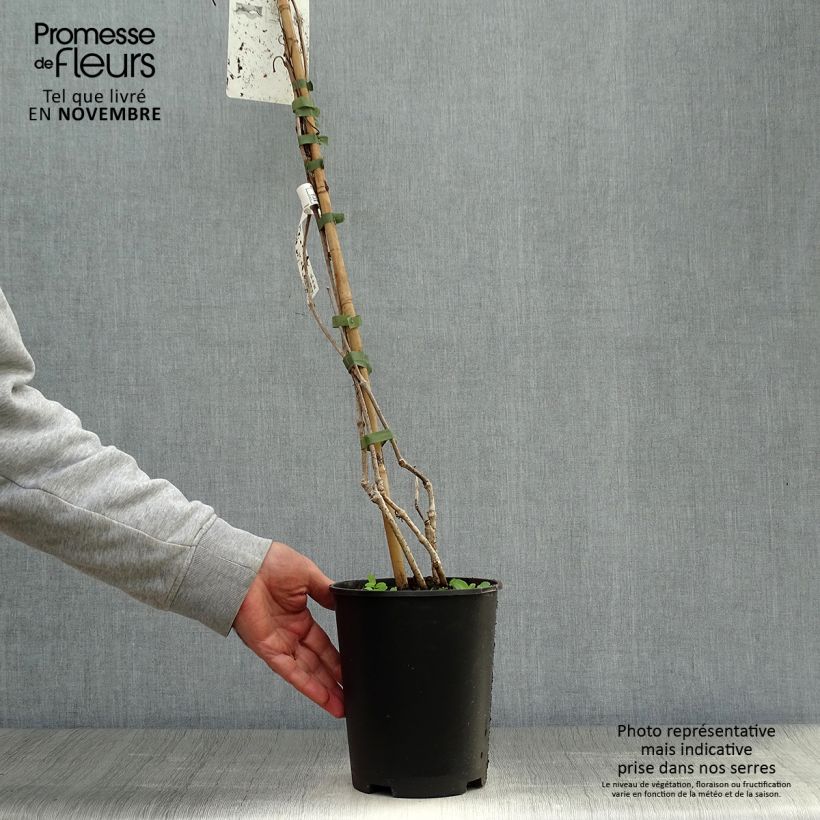 Spécimen de Vigne vierge - Parthenocissus quinquefolia Pot de 2L/3L tel que livré en automne