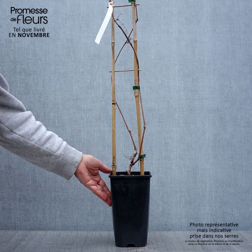 Spécimen de Vigne vierge - Parthenocissus quinquefolia Red Wall Pot de 2L/3L tel que livré en automne