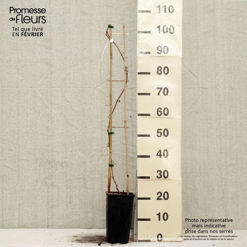 Spécimen de Vigne vierge - Parthenocissus quinquefolia Red Wall Pot de 2L/3L tel que livré en hiver