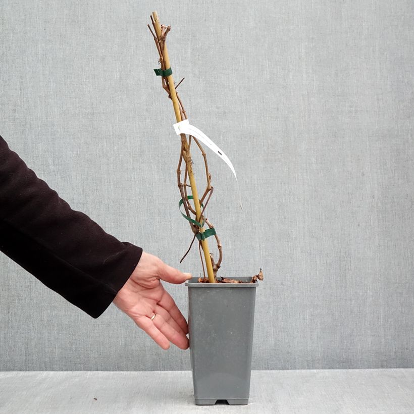 Spécimen de Vigne vierge - Parthenocissus quinquefolia Yellow Wall Pot de 1,5L/2L tel que livré en automne