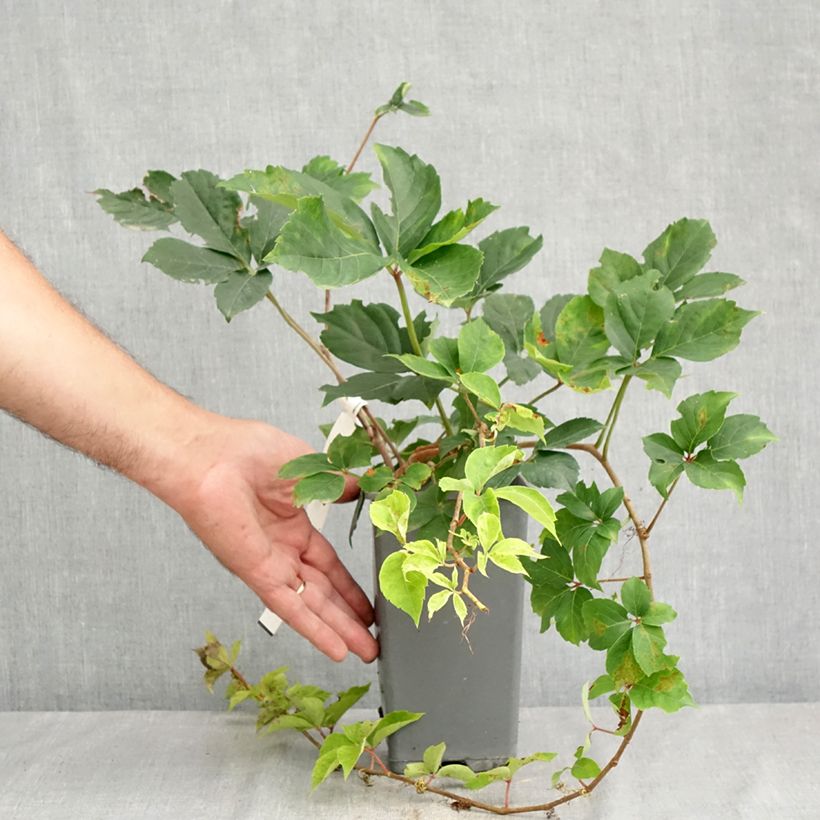Spécimen de Vigne vierge - Parthenocissus quinquefolia Yellow Wall Pot de 1,5L/2L tel que livré en été
