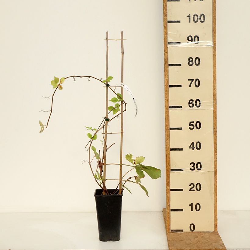 Spécimen de Vigne vierge - Parthenocissus quinquefolia Yellow Wall Pot de 3L/4L tel que livré en automne