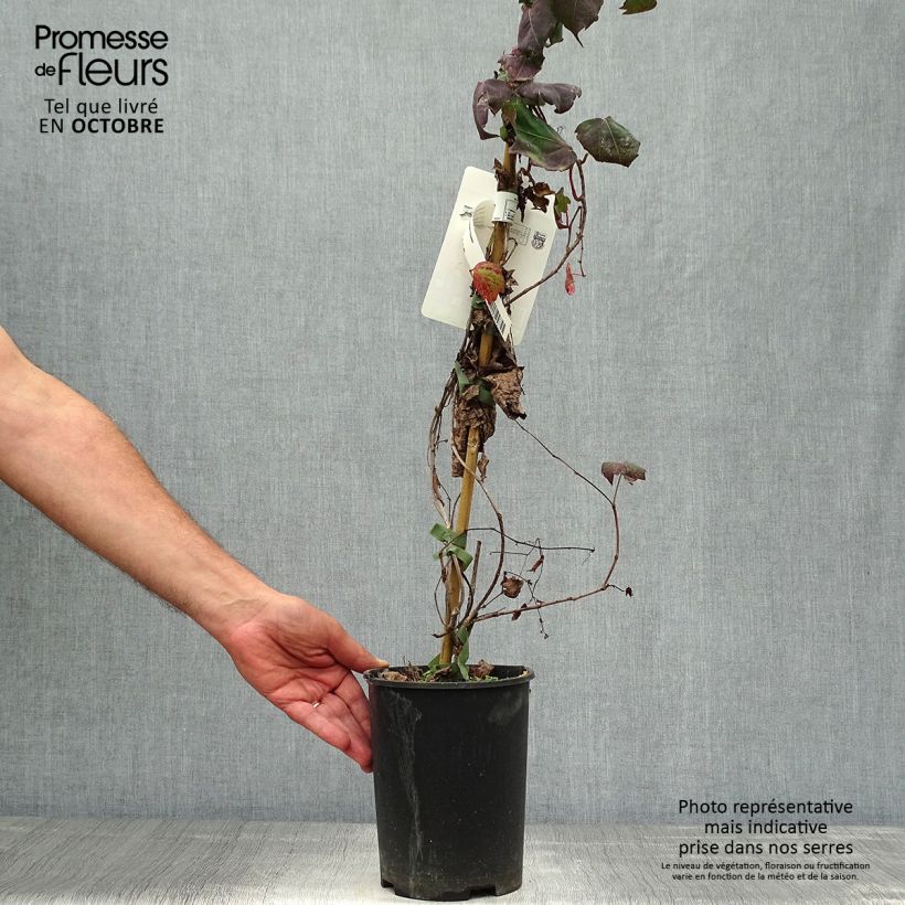 Spécimen de Vigne vierge - Parthenocissus tricuspidata atropurpurea Pot de 2L/3L tel que livré en automne