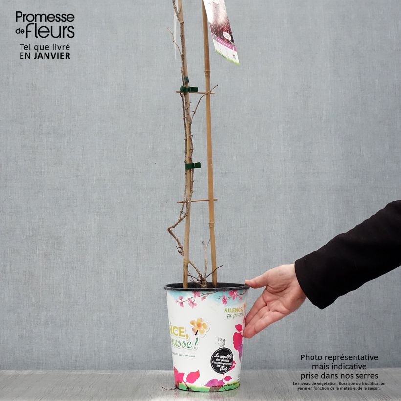 Spécimen de Vigne vierge - Parthenocissus tricuspidata atropurpurea Pot de 2L/3L tel que livré en hiver