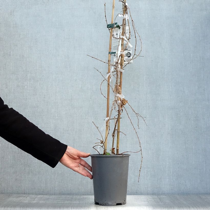 Spécimen de Vigne vierge - Parthenocissus tricuspidata Fenway Park Pot de 4L/5L tel que livré en automne