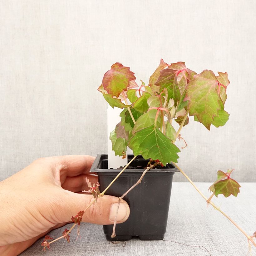 Spécimen de Vigne vierge - Parthenocissus tricuspidata Veitchii Godet de 8/9 cm tel que livré au printemps