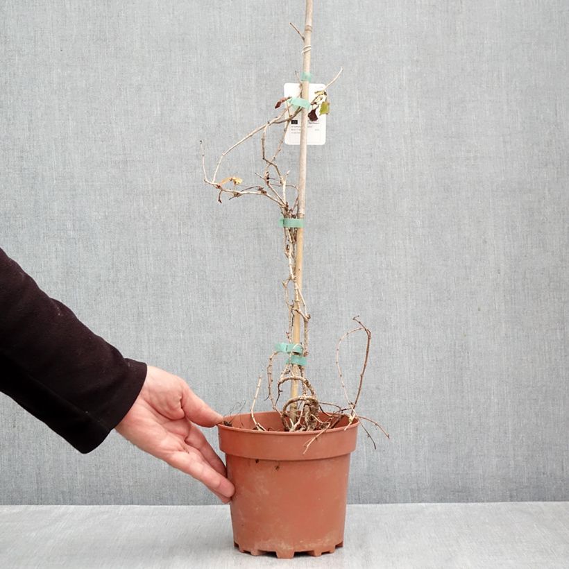 Spécimen de Vigne vierge - Parthenocissus tricuspidata Veitchii Pot de 2L/3L tel que livré en automne