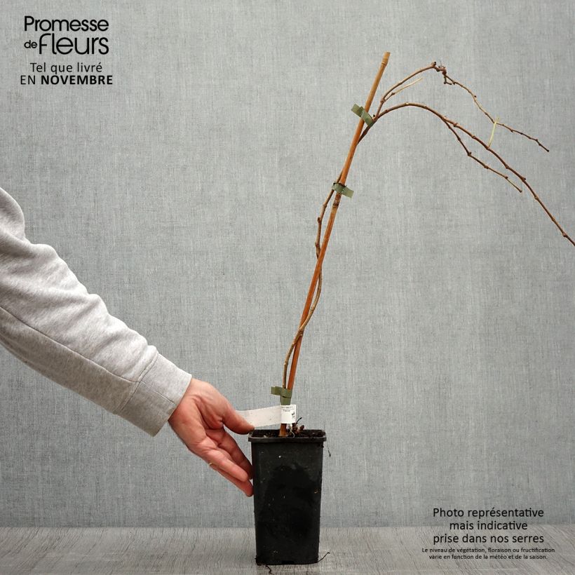 Spécimen de Vigne vierge - Parthenocissus tricuspidata Veitchii Robusta Pot de 1,5L/2L tel que livré en automne