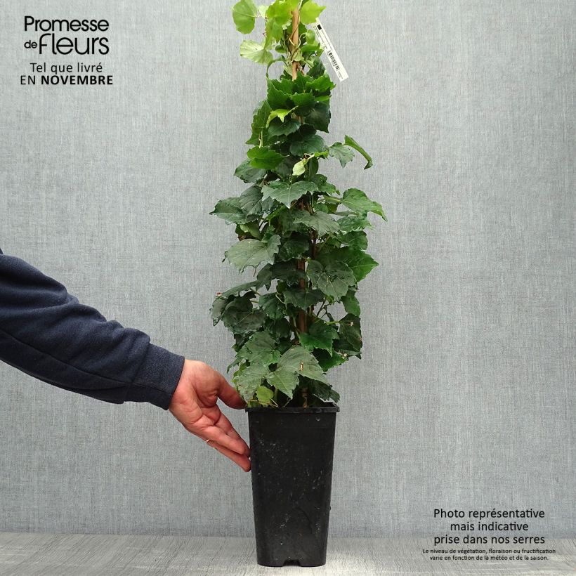 Spécimen de Vigne vierge - Parthenocissus tricuspidata Veitchii Robusta Pot de 2L/3L tel que livré en automne