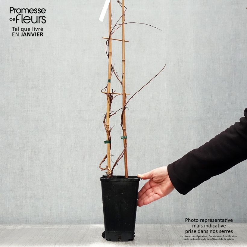 Spécimen de Vigne vierge - Parthenocissus tricuspidata Veitchii Robusta Pot de 2L/3L tel que livré en hiver