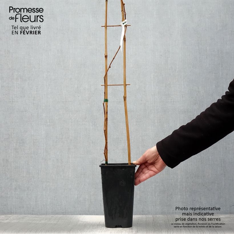 Spécimen de Vigne vierge - Parthenocissus quinquefolia Yellow Wall Pot de 3L/4L tel que livré en hiver