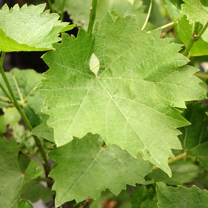 Vigne - Vitis Phoenix (Feuillage)