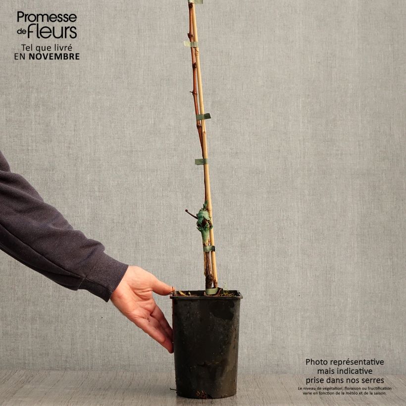 Spécimen de Vigne - Vitis Phoenix Pot de 2L/3L tel que livré en automne