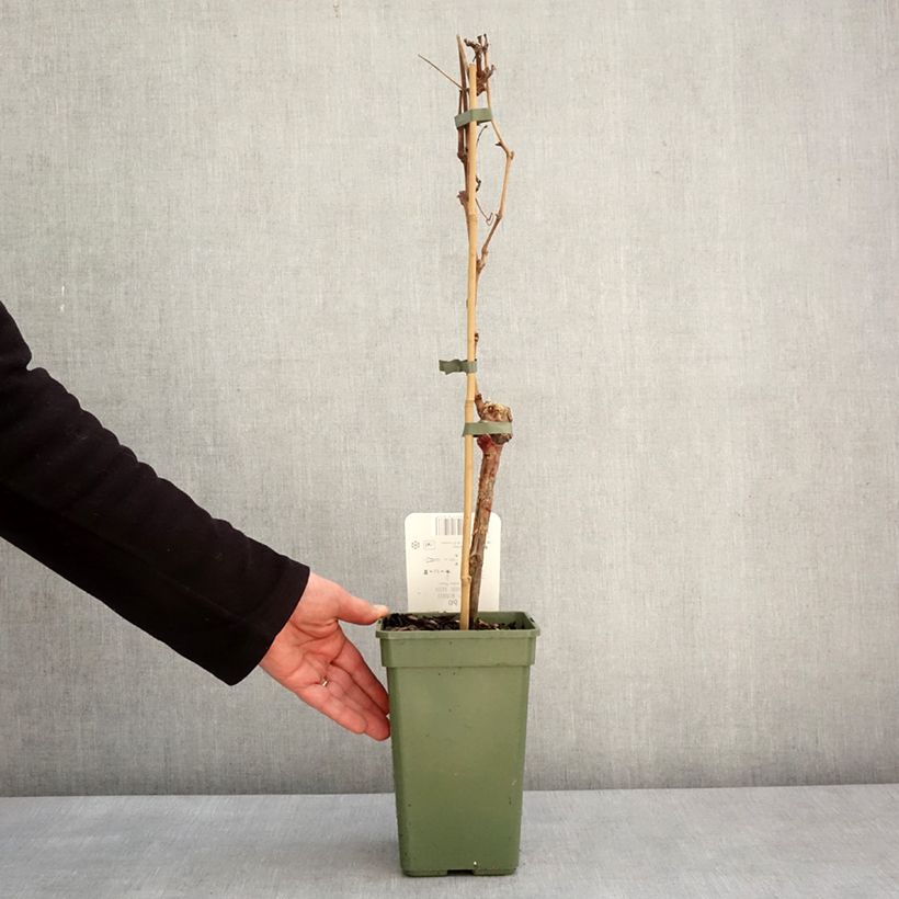 Spécimen de Vigne - Vitis Phoenix Pot de 2L/3L tel que livré en hiver
