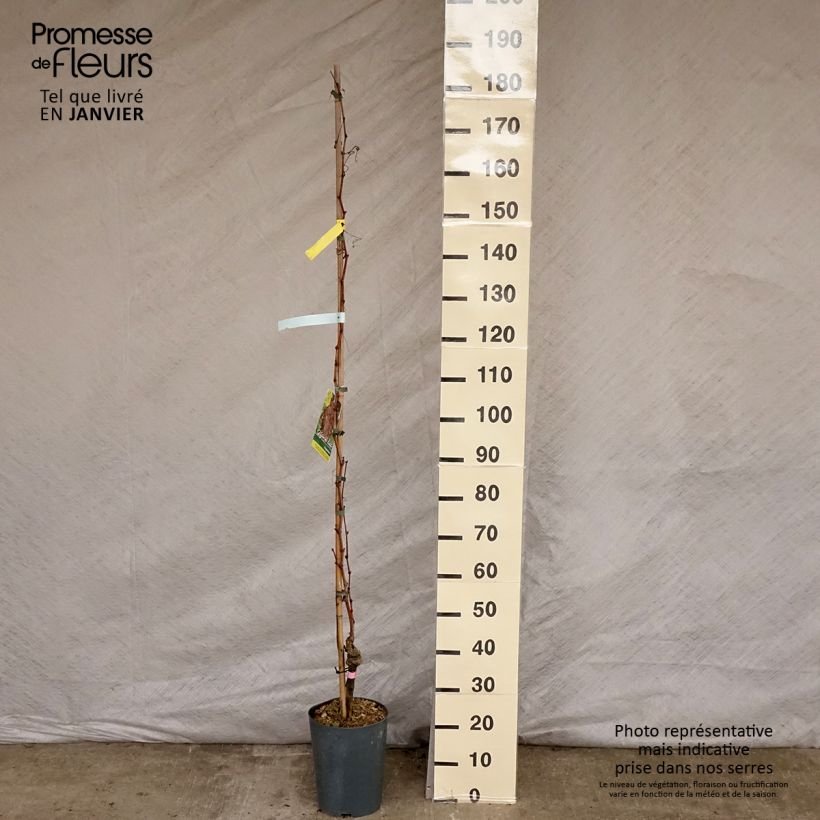 Spécimen de Vigne - Vitis vinifera Argentina Pot de 4L/5L tel que livré en hiver
