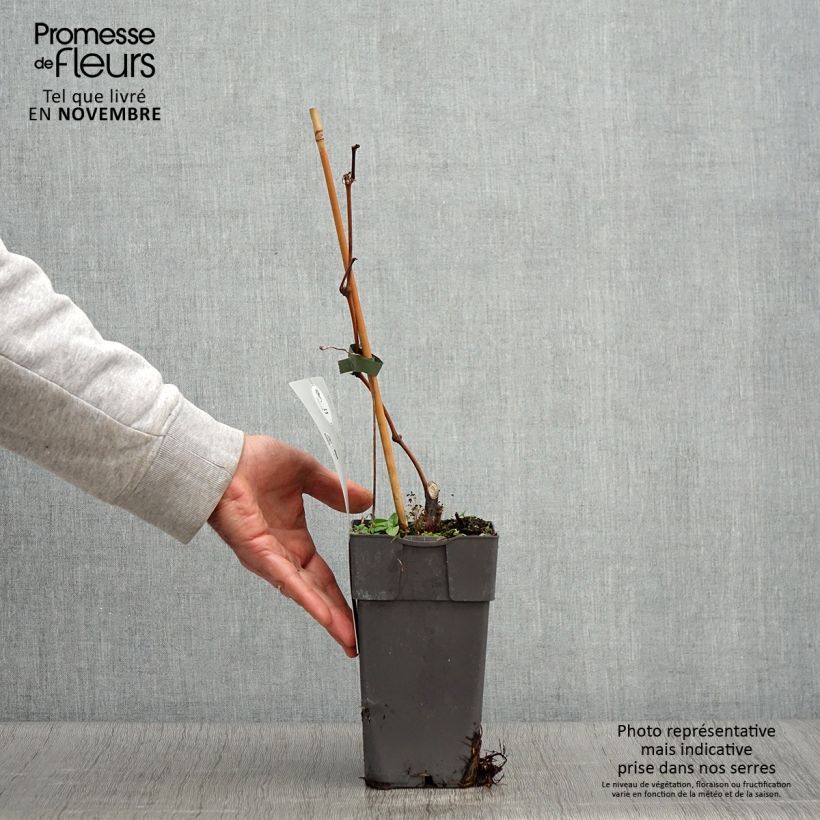 Spécimen de Vigne - Vitis vinifera Himrod Pot de 1,5L/2L tel que livré en automne