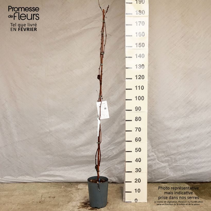 Spécimen de Vigne - Vitis vinifera Muscat Bleu Pot de 4L/5L tel que livré en hiver