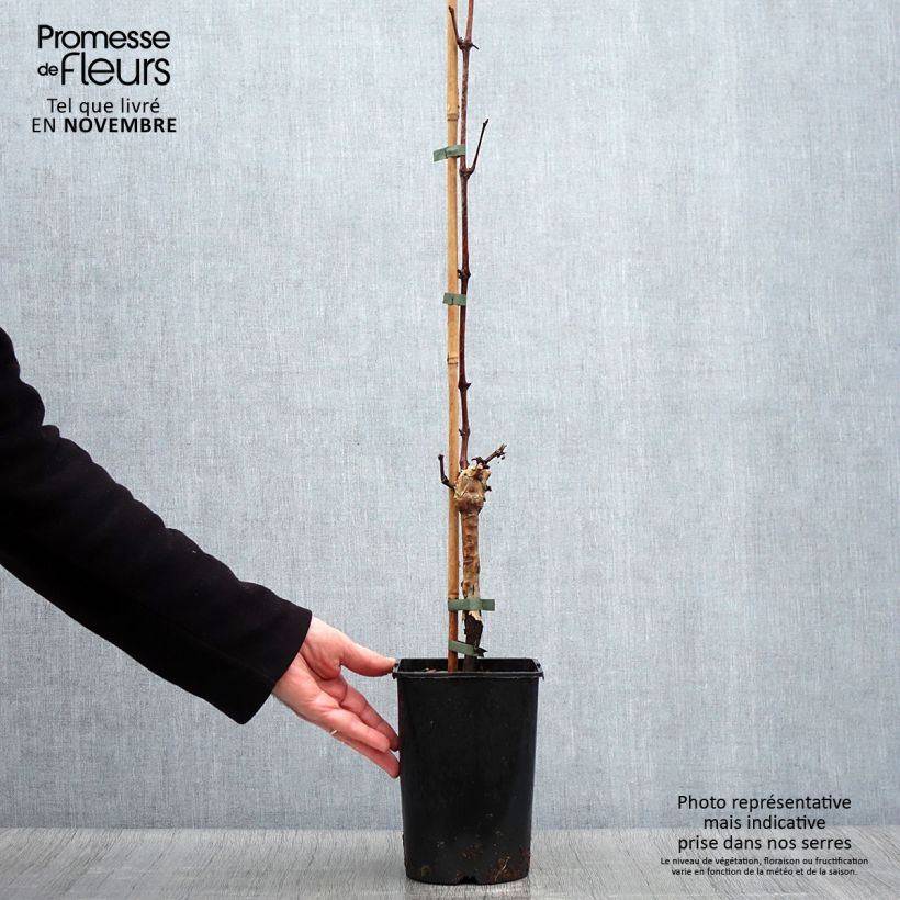 Spécimen de Vigne - Vitis vinifera Muscat Bleu Pot de 2L/3L tel que livré en automne