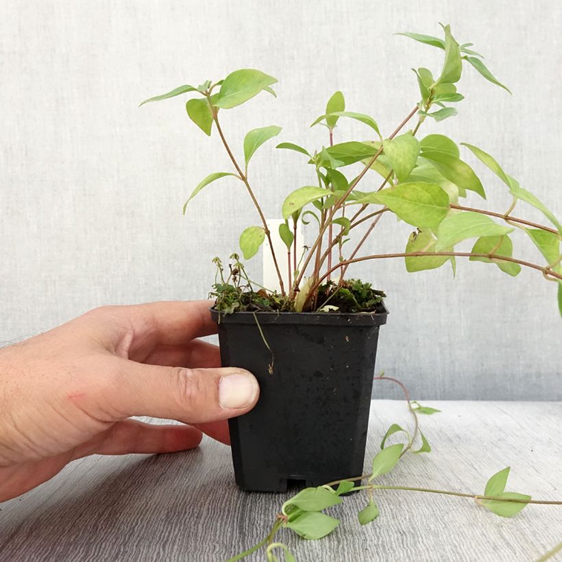 Spécimen de Vinca major Alba - Grande Pervenche blanche Godet de 8/9 cm tel que livré en automne