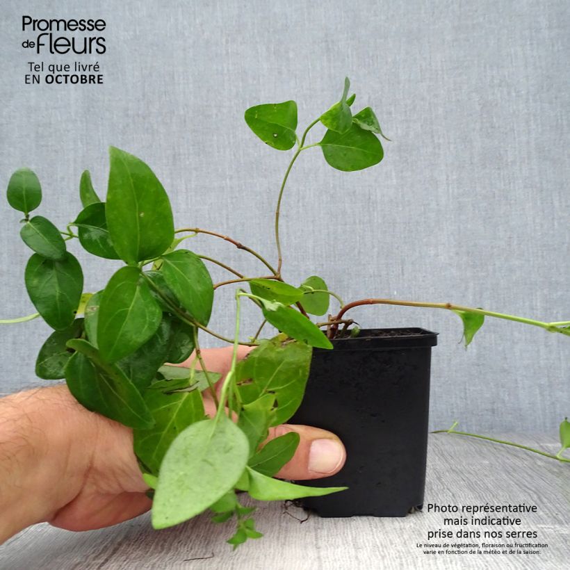 Spécimen de Vinca major - Grande Pervenche Godet de 7/8 cm tel que livré en automne