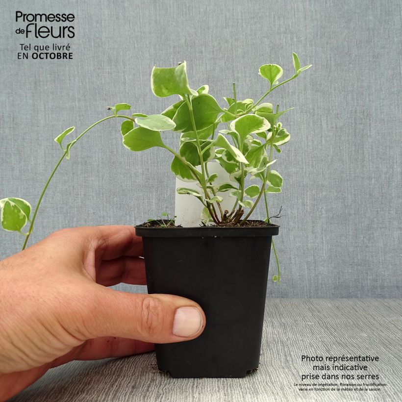 Spécimen de Vinca major Variegata - Grande Pervenche panachée Godet de 8/9 cm tel que livré en automne
