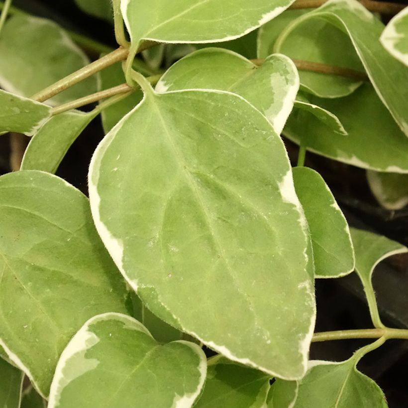 Vinca major Variegata - Grande Pervenche panachée (Feuillage)