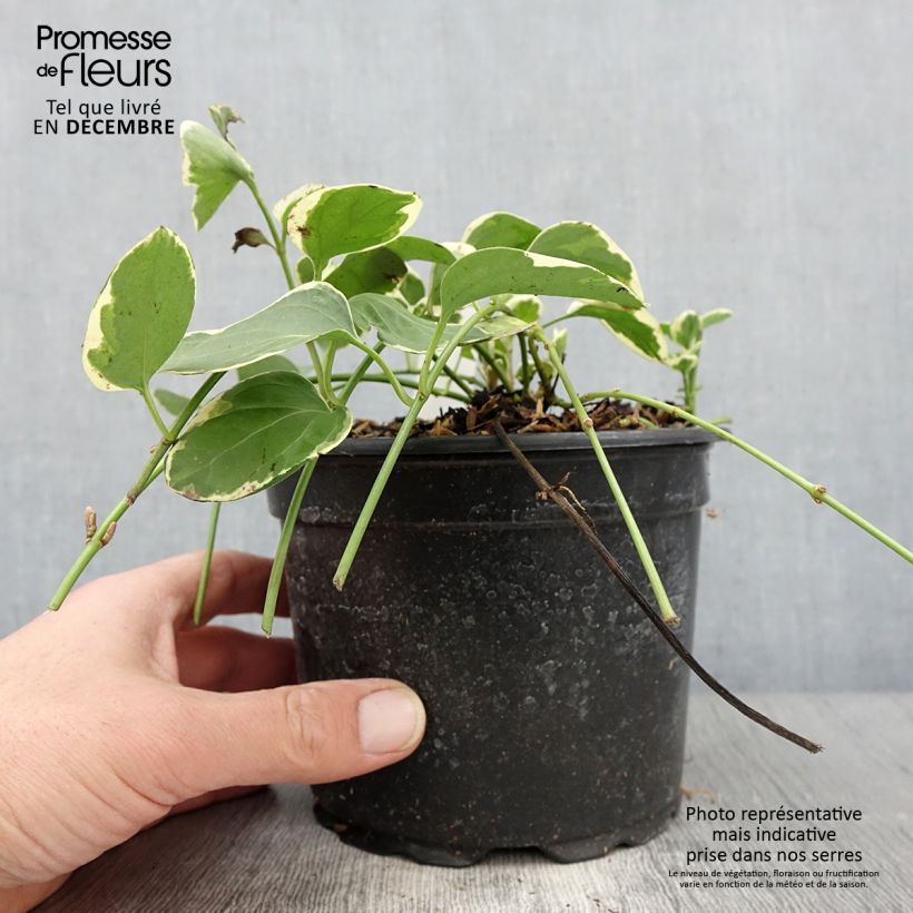 Spécimen de Vinca major Variegata - Grande Pervenche panachée Pot de 2L/3L tel que livré en automne