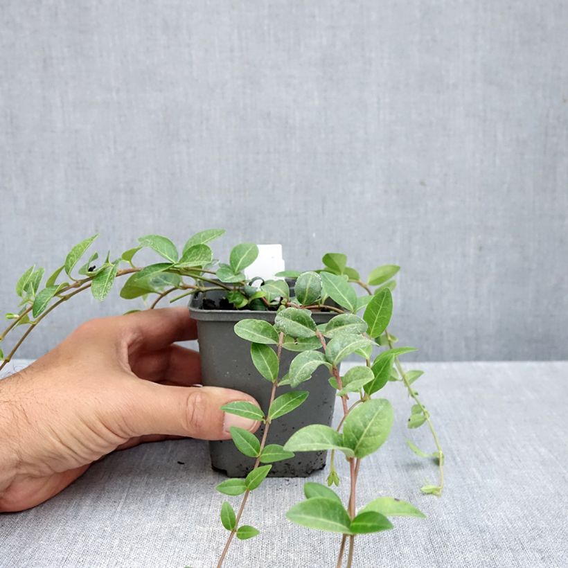 Spécimen de Vinca minor Alba - Petite pervenche Godet de 8/9 cm tel que livré en automne