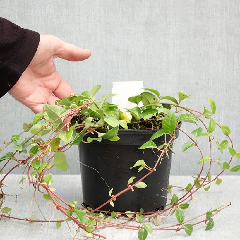 Spécimen de Vinca minor Alba - Petite pervenche Pot de 2L/3L tel que livré en automne