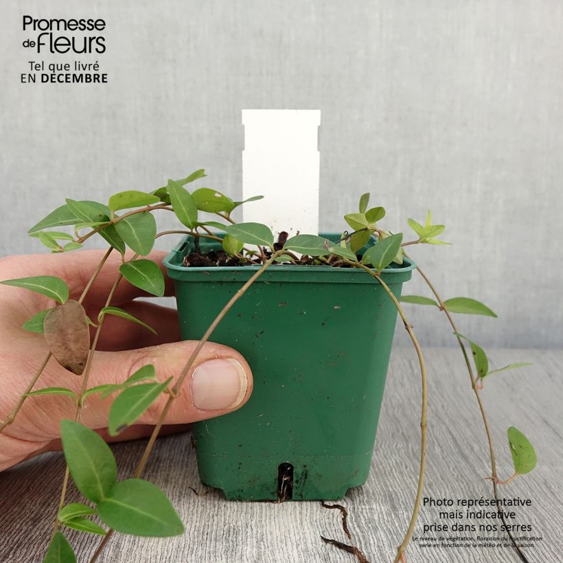 Spécimen de Vinca minor Anna - Petite pervenche Anna Godet de 8/9 cm tel que livré en automne