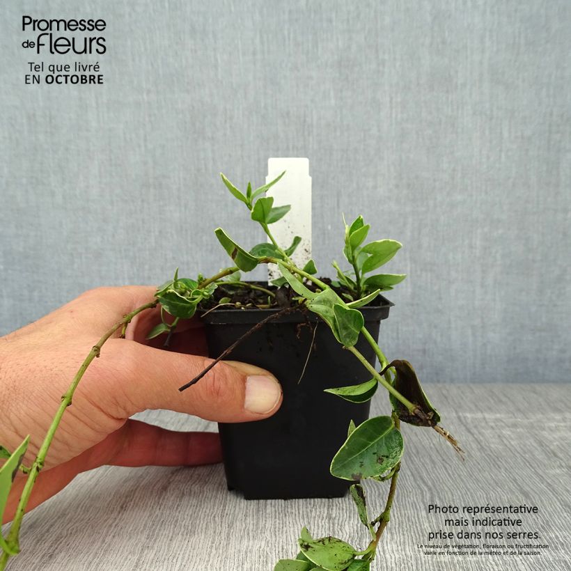 Spécimen de Vinca minor Argenteovariegata - Pervenche panachée à petites fleurs Godet de 8/9 cm tel que livré en automne