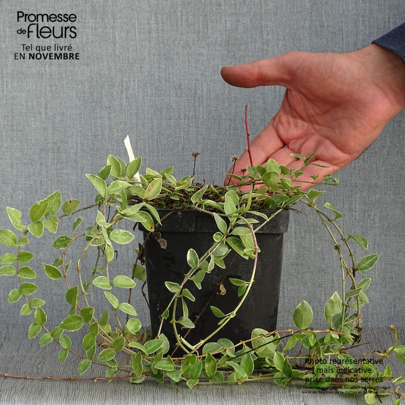 Spécimen de Vinca minor Argenteovariegata - Pervenche panachée à petites fleurs Pot de 2L/3L tel que livré en automne