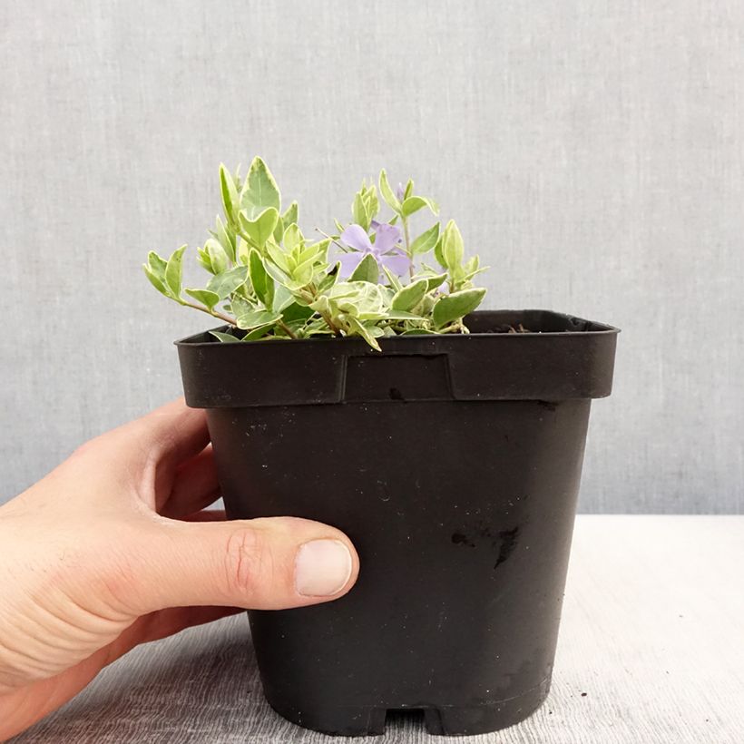 Spécimen de Vinca minor Argenteovariegata - Pervenche panachée à petites fleurs Pot de 2L/3L tel que livré au printemps
