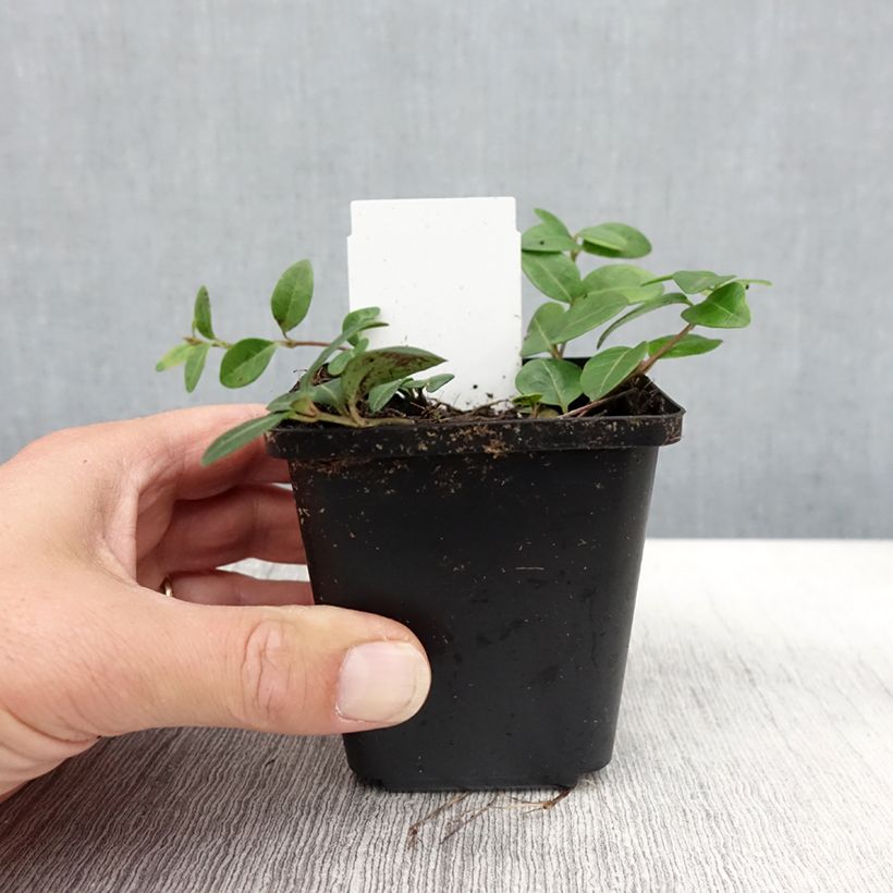 Spécimen de Vinca minor Flower Power - Petite pervenche Godet de 8/9 cm tel que livré en automne
